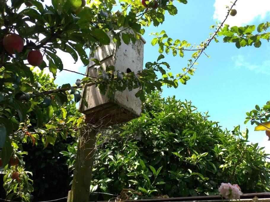 Secret Cottage Waitara Екстер'єр фото