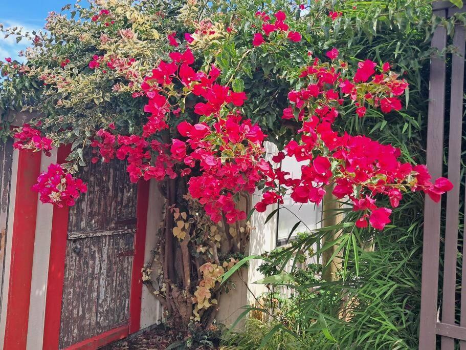 Secret Cottage Waitara Екстер'єр фото